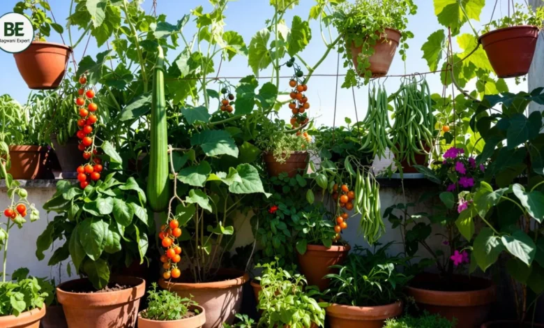 Fast Growing Plants for Terrace Garden