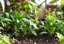 Plant Care Tips in Hindi