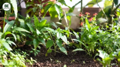Plant Care Tips in Hindi