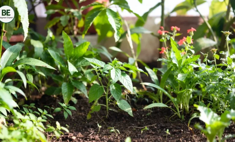 Plant Care Tips in Hindi