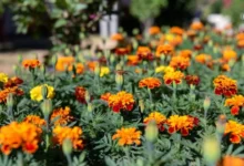 Marigold Gardening Tips