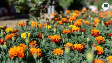 Marigold Gardening Tips