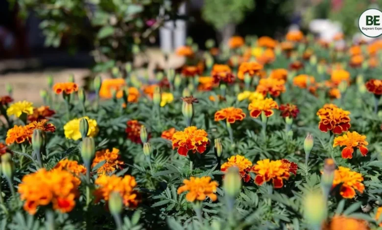 Marigold Gardening Tips