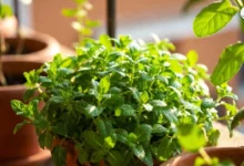 Pudina Plant Growth Tips