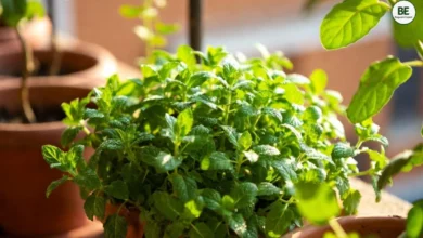 Pudina Plant Growth Tips