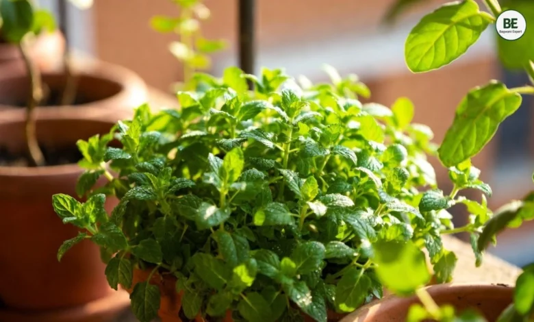 Pudina Plant Growth Tips
