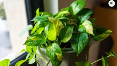 Money Plant Growing Tips