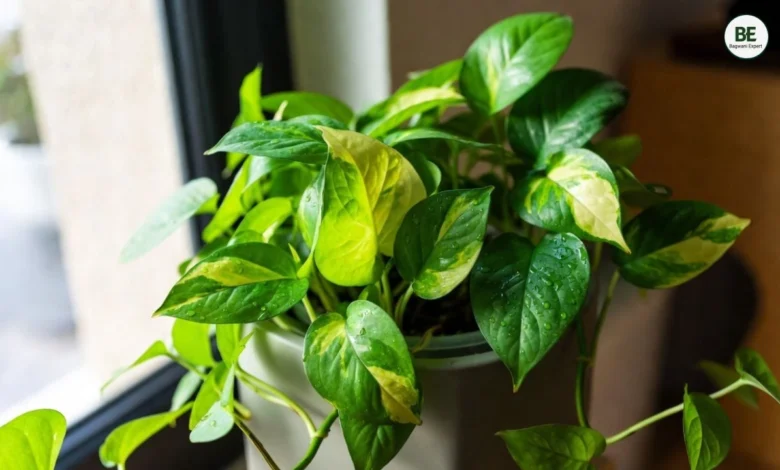 Money Plant Growing Tips