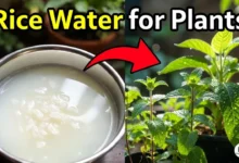 Rice Water for Plants