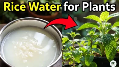 Rice Water for Plants