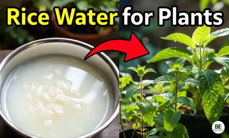Rice Water for Plants
