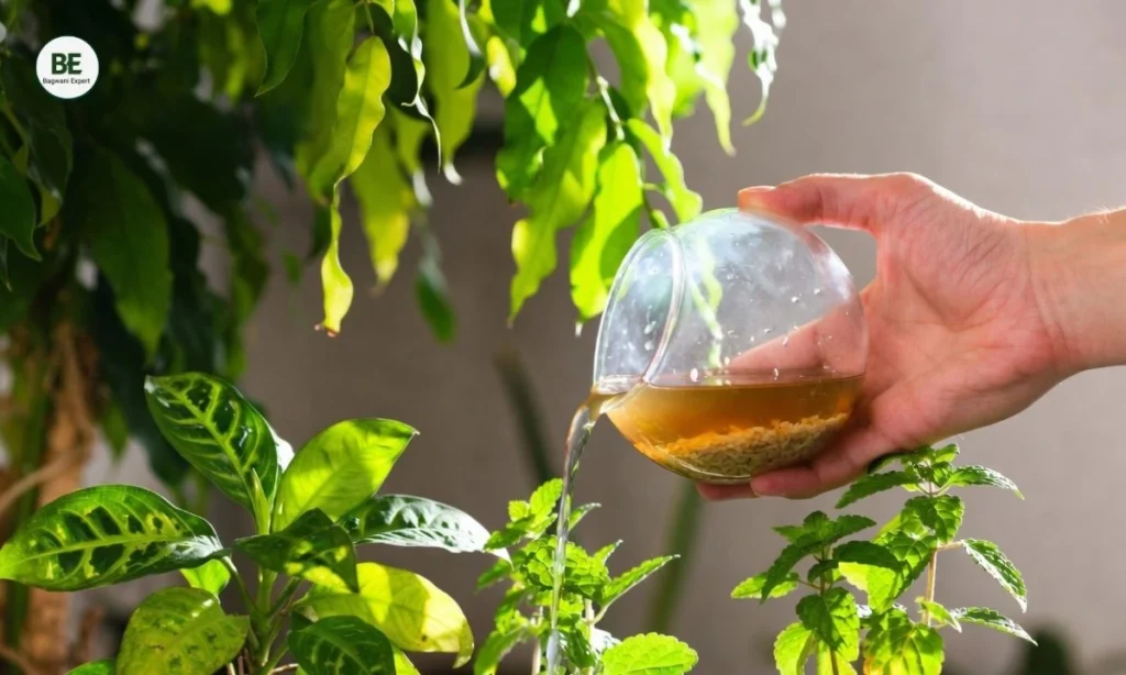 Rice Water for Plants