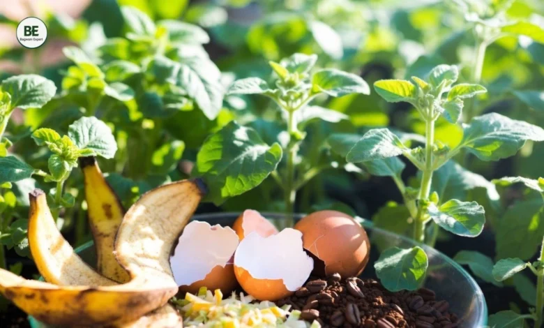 Organic Fertilizer at Home