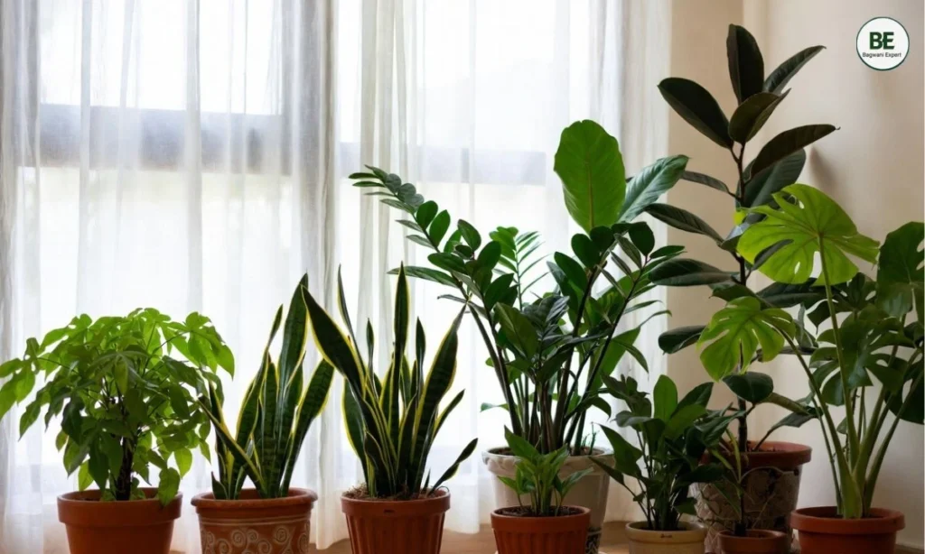 Indoor Plants for Home