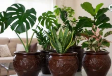 Viral Indoor Plants 2026