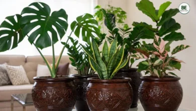 Viral Indoor Plants 2026