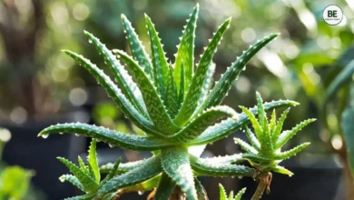 Aloe Vera Plant Growth Tips