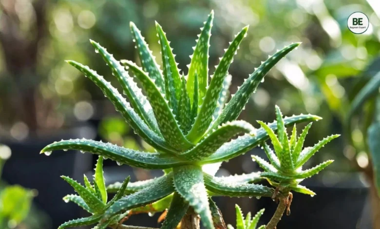 Aloe Vera Plant Growth Tips