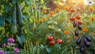 Best Summer Plants in Hindi