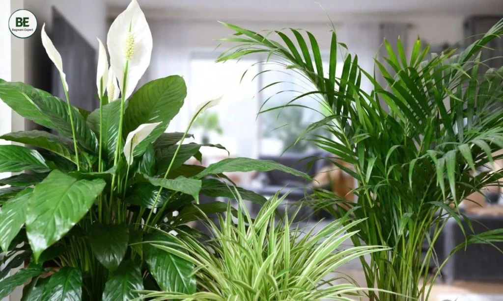 Best Air Purifying Indoor Plants 2026