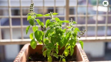 Tulsi Plant Gardening Tips
