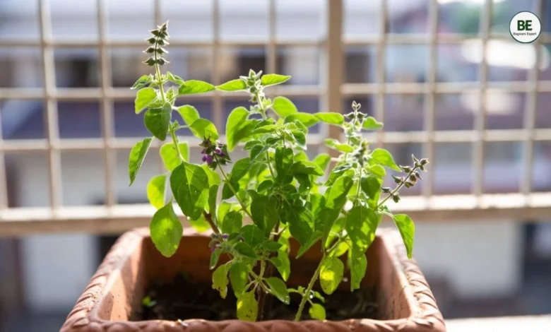 Tulsi Plant Gardening Tips