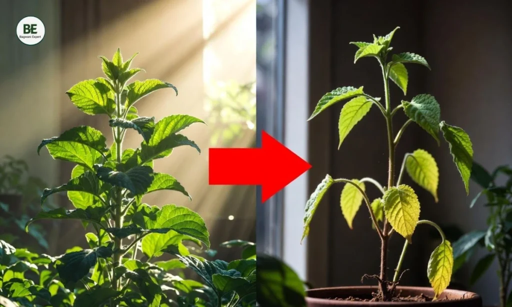 Tulsi Plant Gardening Tips