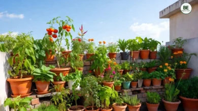 Terrace Gardening for Beginners 2026