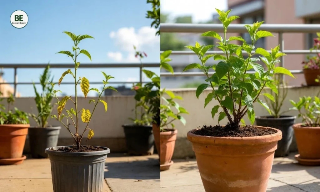 Terrace Gardening for Beginners 2026