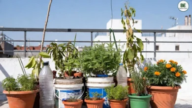 Mini Terrace Garden