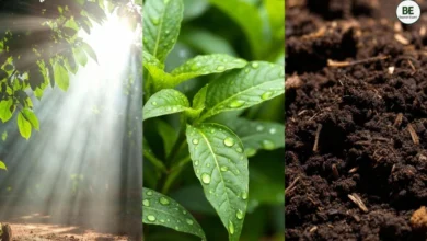 Healthy Plants Tips