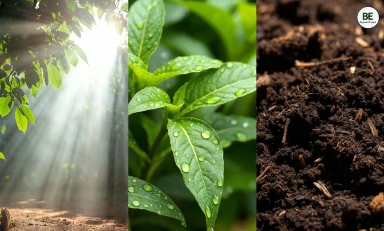 Healthy Plants Tips