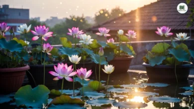 Lotus Plant Growing Tips in Hindi