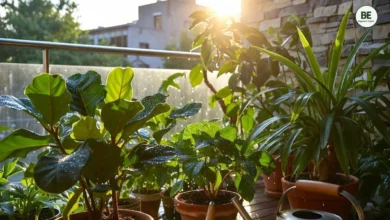Plant Care Guide 2026