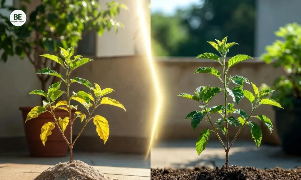 Plant Care Guide 2026