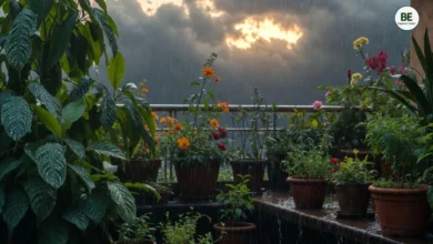 Monsoon Terrace Gardening Tips 2026