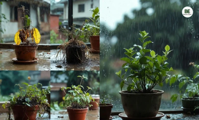 Seasonal Gardening