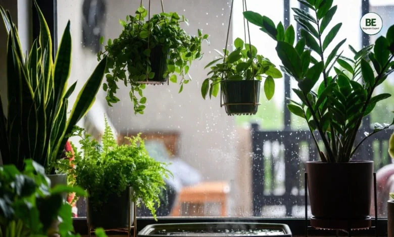 Monsoon Indoor Plant Setup
