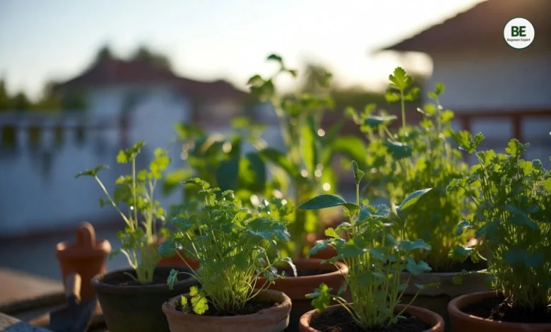 Coriander Growing Guide