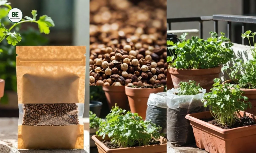 Coriander Growing Guide