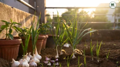 Garlic Growing Guide