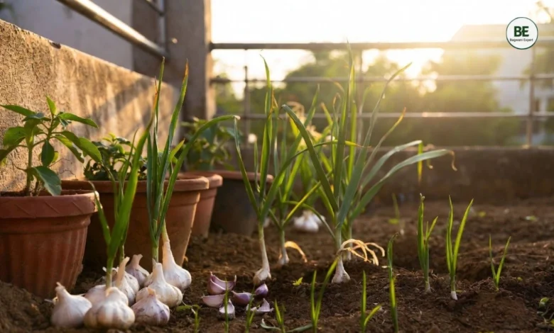 Garlic Growing Guide