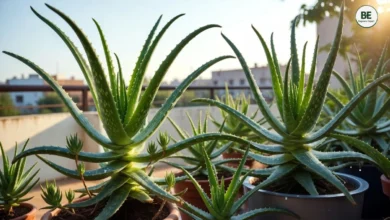 Aloe Vera Growing Guide
