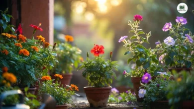 Flowering Plants Care