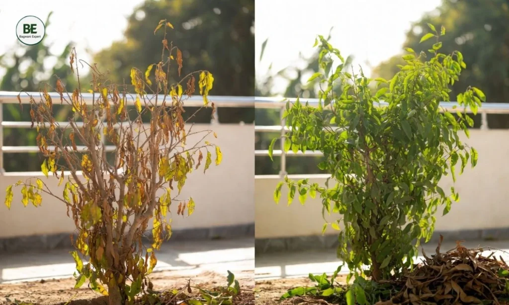Weekly Plant Care Routine