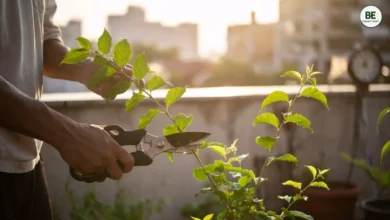 Plant Pruning Guide