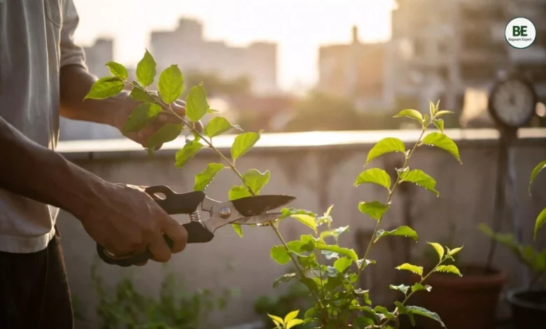 Plant Pruning Guide