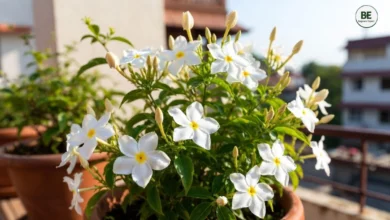 Jasmine Plant Growth Tips