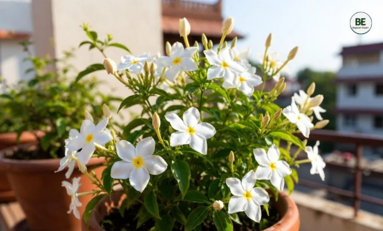 Jasmine Plant Growth Tips