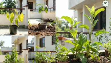 Home Gardening Mistakes